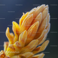 Macro Close-Up of Vibrant Orange Flower Showing Petal Details