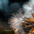 Close-Up of Dandelion Seed Heads in Soft Evening Light