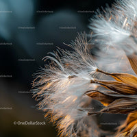 Close-Up of Dandelion Seed Heads in Soft Evening Light