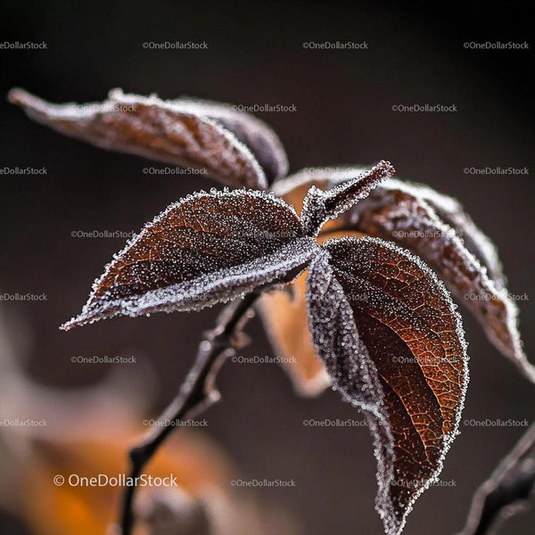 Frost-Covered Brown Leaves on a Crisp Winter Morning
