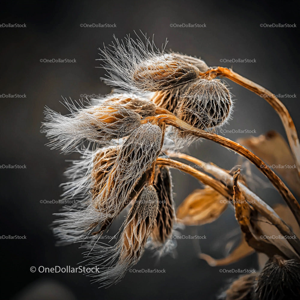Dried Seed Pods with Intricate Textures