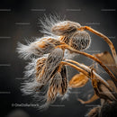 Dried Seed Pods with Intricate Textures