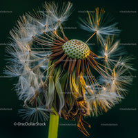Macro Close-up of a Dandelion Seed Head in Nature