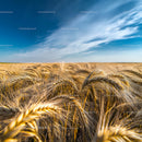 Golden Wheat Field Under a Clear Blue Sky
