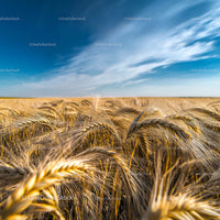 Golden Wheat Field Under a Clear Blue Sky