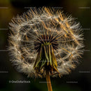 Intricate Dandelion Seed Head Captured in Gentle Morning Light