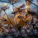 Close-Up of Dandelion Seeds in Sunset Glow