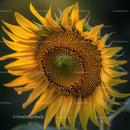 Vibrant Sunflower Blooming in Warm Summer Light