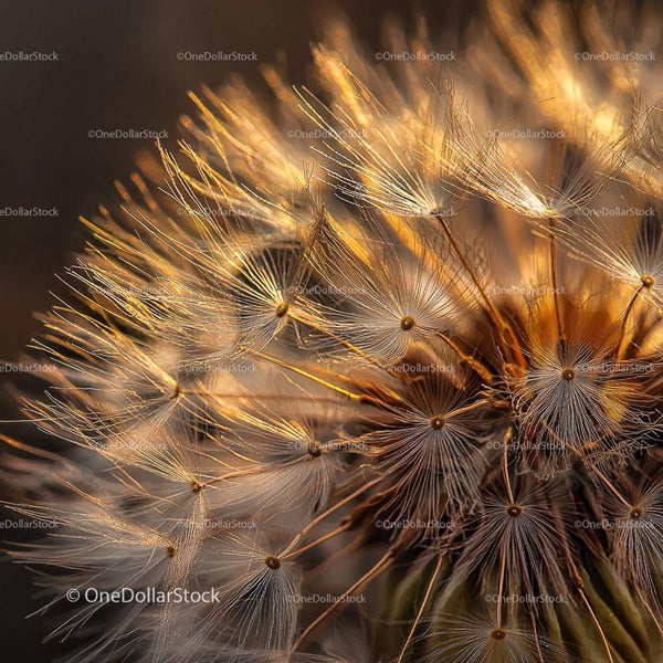 Delicate Dandelion Seeds Glowing in the Golden Evening Light