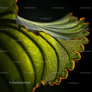 Detailed Close-Up of a Vibrant Green Leaf with Intricate Veins