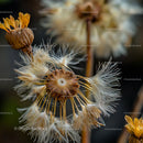 Close-Up of Dried Flower and Seed Heads in Autumn