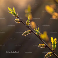 Budding Branch with Fresh Leaves in Warm Sunlight