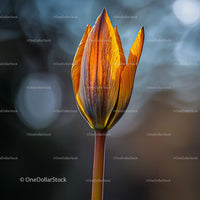 Close-Up of an Orange Tulip Bud in Natural Light