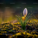 Crocus Flower Blooming in Sunlit Garden