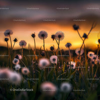 Dandelions Silhouetted Against a Breathtaking Sunset