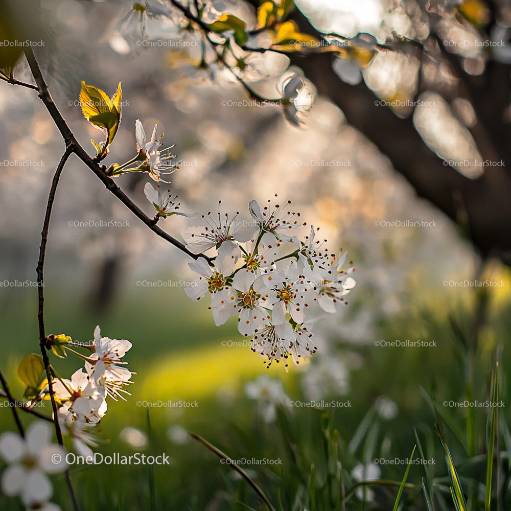 Cherry Blossoms in Soft Spring Light
