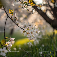 Cherry Blossoms in Soft Spring Light