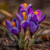 Vibrant Purple Crocuses in Bloom During Springtime