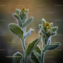 Close-Up of Fuzzy Green Plant with Budding Flowers