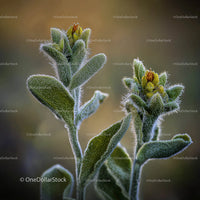 Close-Up of Fuzzy Green Plant with Budding Flowers