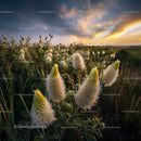 Fluffy Plants in Golden Sunset with Dramatic Sky