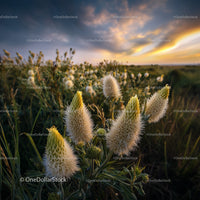 Fluffy Plants in Golden Sunset with Dramatic Sky