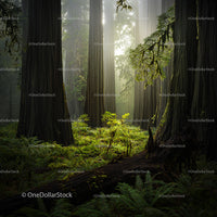 Mystical Forest with Towering Redwoods and Lush Ferns