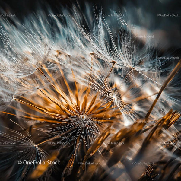 Close-Up of Dandelion Seeds with Golden Hues