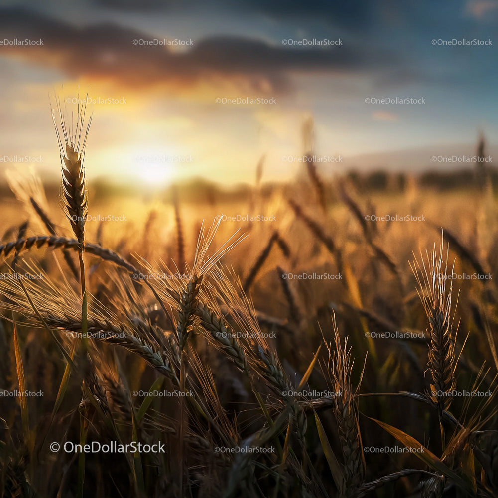 Golden Wheat Field Glowing at Sunset