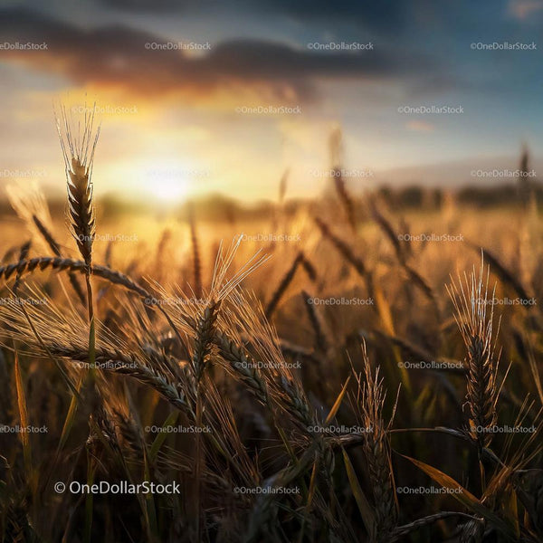Golden Wheat Field Glowing at Sunset