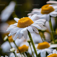 Close-Up of White Daisies in Full Bloom