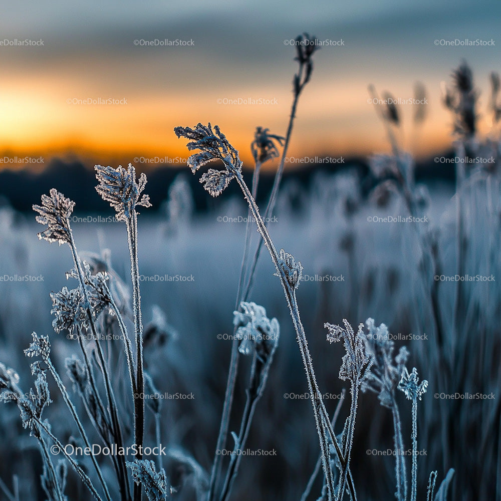 Frosted Grass at Sunrise on a Tranquil Winter Morning