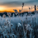 Frosted Grass at Sunrise on a Tranquil Winter Morning