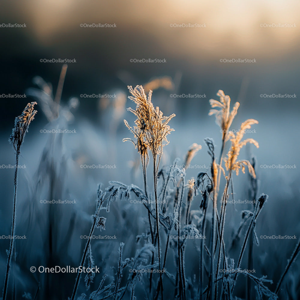 Frosty Grass Illuminated by Golden Sunrise