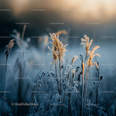 Frosty Grass Illuminated by Golden Sunrise