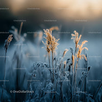 Frosty Grass Illuminated by Golden Sunrise