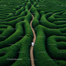 Woman Walking Through Lush Green Hedge Maze