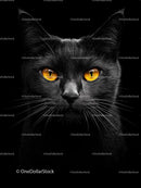 Black Cat with Glowing Amber Eyes on Dark Background