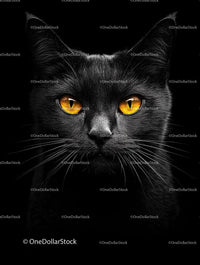 Black Cat with Glowing Amber Eyes on Dark Background