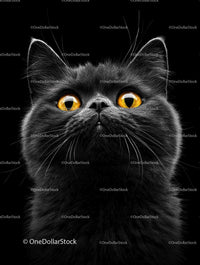 Close-Up Portrait of Black Cat with Yellow Eyes