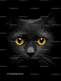 Intense Black Cat with Piercing Yellow Eyes
