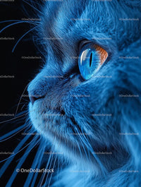 Close-Up of a Cat with Striking Blue Eyes