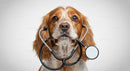 Spaniel Dog with Stethoscope as a Veterinarian