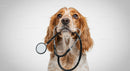 Cocker Spaniel with Stethoscope Illustrating Veterinary Care