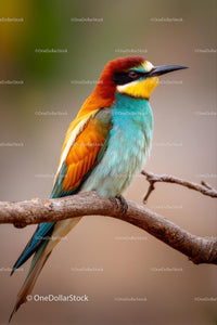 European Bee-Eater Perched on a Branch