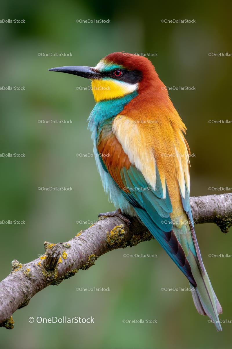 European Bee-Eater Perched on a Branch in Natural Habitat
