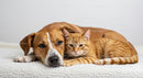 Cozy Companionship of Dog and Ginger Tabby Cat