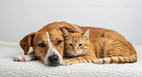 Cozy Companionship of Dog and Ginger Tabby Cat