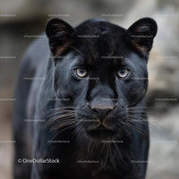 Majestic Black Panther with Intense Gaze