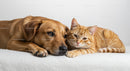 Brown Dog and Ginger Tabby Cat Resting Together